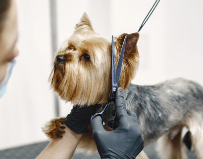 Što treba uzeti u obzir pri odabiru škara za šišanje kućnih ljubimaca?